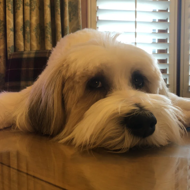 Lottie resting her chin on a table next to a shuttered window