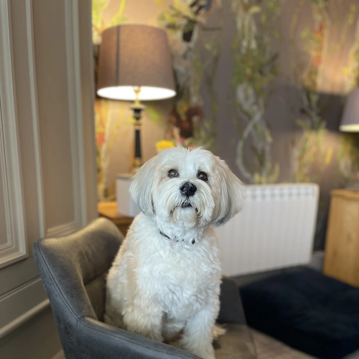 Lottie, the office dog at The Scottish Shutter Company