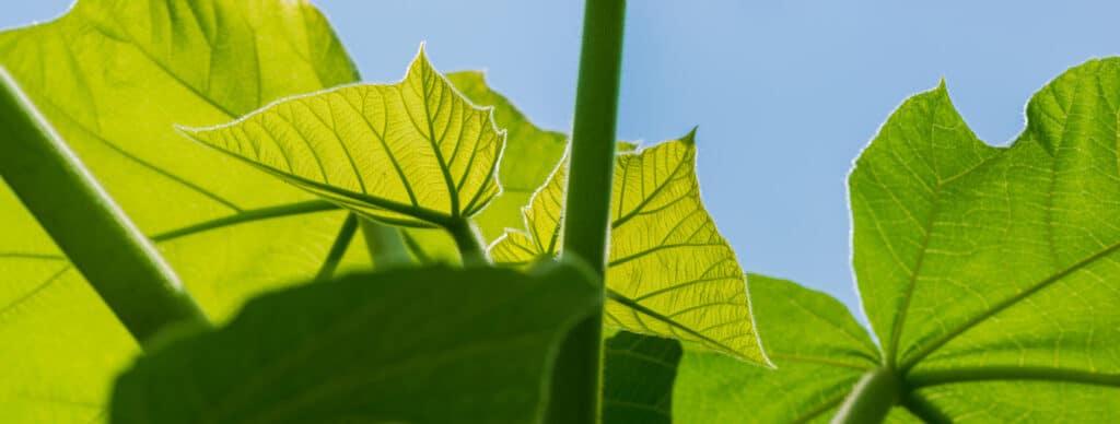 Paulownia Tree Leaves